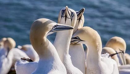 中国品牌海信第三次赞助足球世界杯