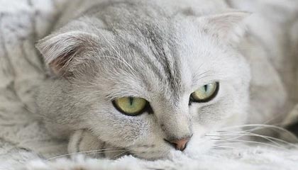 中国品牌海信第三次赞助足球世界杯